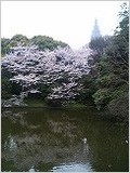 神宮の森の桜